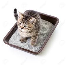 cat litter winsome minerals